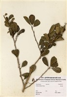 藏品(魯花樹)的圖片